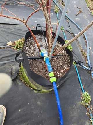 김유숙님의 블루베리 · 영농일지 작성글 사진