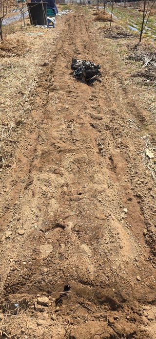 돌복숭아님의 기타작물 · 영농일지 작성글 사진