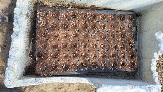 주윤발이님의 옥수수 · 영농일지 작성글 사진