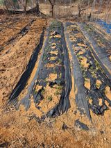 팜모닝 기타작물·영농일지 게시글 이미지