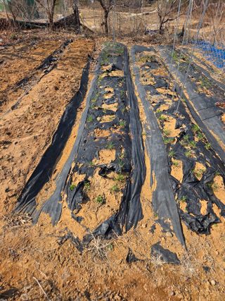 김영옥님의 기타작물 · 영농일지 작성글 사진