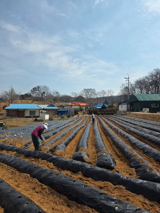 골드래곤님의 감자 · 영농일지 작성글 사진