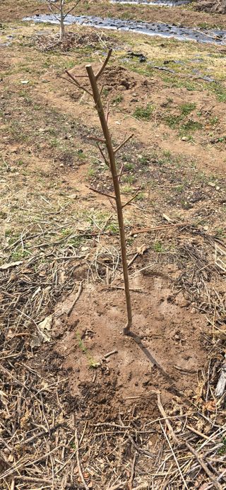 돌복숭아님의 기타작물 · 영농일지 작성글 사진