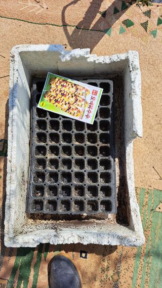 주윤발이님의 옥수수 · 영농일지 작성글 사진