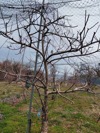 심무재 님의 사과 · 영농일지 작성글 사진