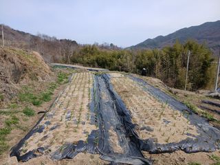 한골머스마님의 마늘 · 영농일지 작성글 사진