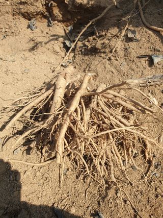 샤이니바다님의 기타작물 · 영농일지 작성글 사진