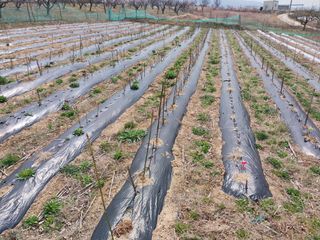 상추20832님의 기타작물 · 영농일지 작성글 사진