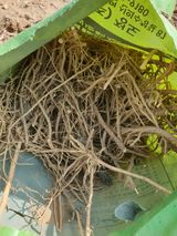 팜모닝 기타작물·영농일지 게시글 이미지