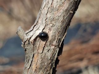 황인근님의 블루베리 · 영농일지 작성글 사진