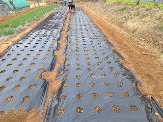 장흥식님의 기타작물 · 영농일지 작성글 사진