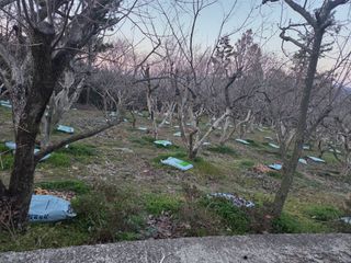 박영애님의 기타작물 · 영농일지 작성글 사진