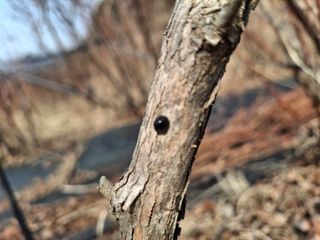 황인근님의 블루베리 · 영농일지 작성글 사진