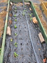 팜모닝 배추·영농일지 게시글 이미지