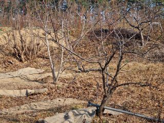 박용덕님의 고구마 · 영농일지 작성글 사진