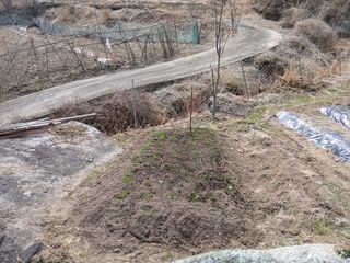 한골머스마님의 마늘 · 영농일지 작성글 사진