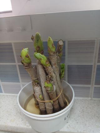 인생은 소풍처럼~님의 기타작물 · 영농일지 작성글 사진