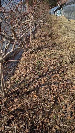 곰티농사꾼님의 기타작물 · 영농일지 작성글 사진
