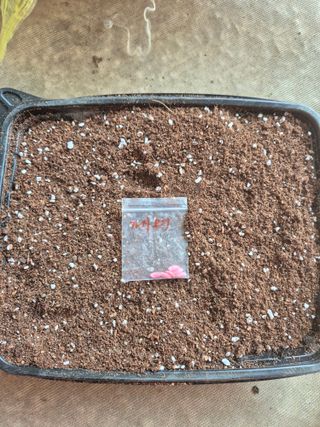 행복하게~님의 파 · 영농일지 작성글 사진