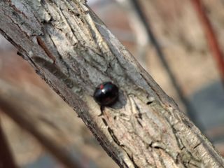 황인근님의 블루베리 · 영농일지 작성글 사진