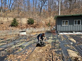 김준태님의 기타작물 · 영농일지 작성글 사진