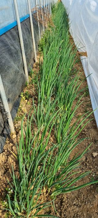 한밭농원님의 감자 · 영농일지 작성글 사진