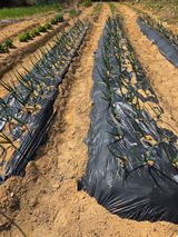 팜모닝 마늘·영농일지 게시글 이미지