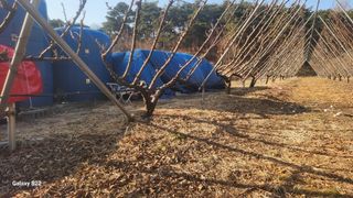 김준한님의 자두 · 영농일지 작성글 사진