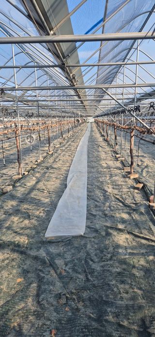 이화주님의 기타작물 · 영농일지 작성글 사진