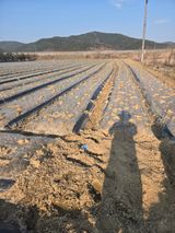 팜모닝 기타작물·영농일지 게시글 이미지