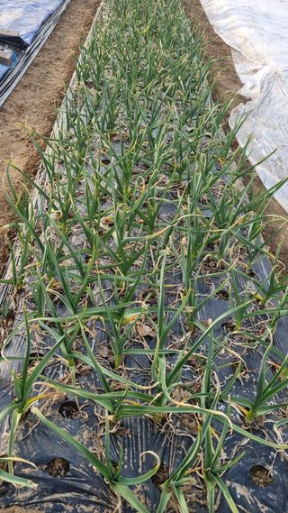 김지철님의 기타작물 · 영농일지 작성글 사진