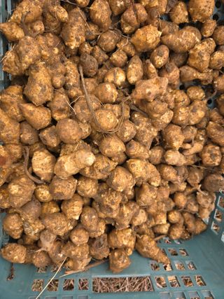 밥김님의 감자 · 영농일지 작성글 사진