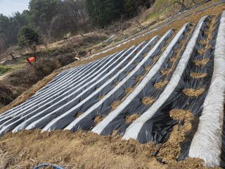 장흥식님의 기타작물 · 영농일지 작성글 사진