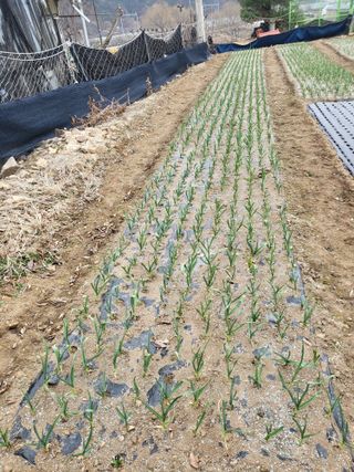 이상욱님의 마늘 · 영농일지 작성글 사진