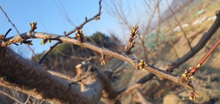 박상중님의 기타작물 · 영농일지 작성글 사진