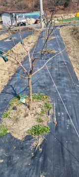 팜모닝 기타작물·영농일지 게시글 이미지