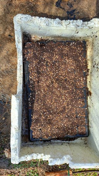 주윤발이님의 옥수수 · 영농일지 작성글 사진