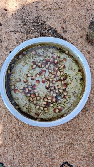 주윤발이님의 옥수수 · 영농일지 작성글 사진