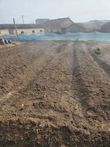 팜모닝 블루베리·영농일지 게시글 이미지