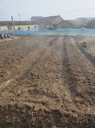 백현호님의 블루베리 · 영농일지 작성글 사진