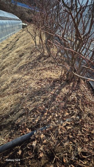 곰티농사꾼님의 기타작물 · 영농일지 작성글 사진