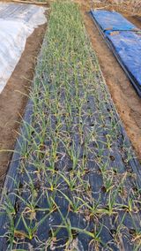 팜모닝 기타작물·영농일지 게시글 이미지