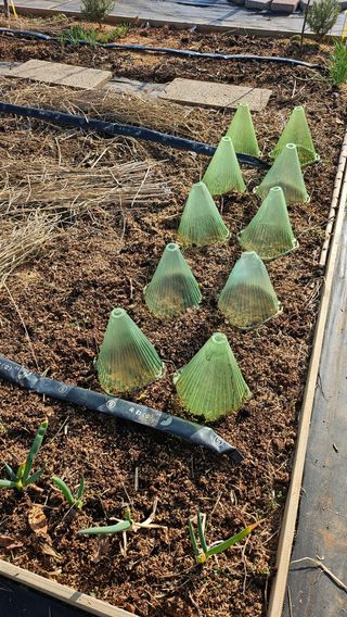 유기농으로키우자님의 기타작물 · 영농일지 작성글 사진