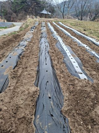 이병찬님의 감자 · 영농일지 작성글 사진