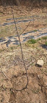 팜모닝 기타작물·영농일지 게시글 이미지