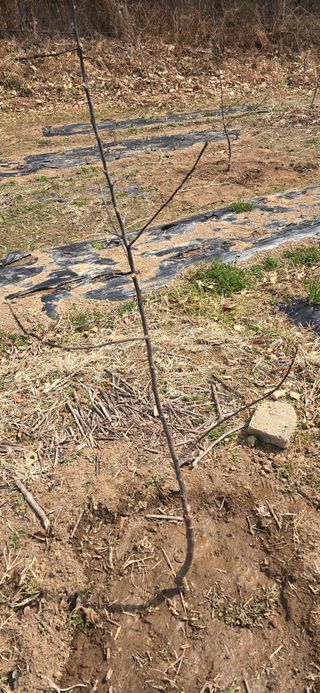 돌복숭아님의 기타작물 · 영농일지 작성글 사진