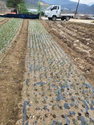 이상욱님의 마늘 · 영농일지 작성글 사진