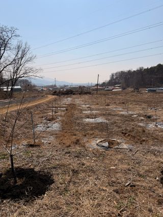 김한석님의 복숭아 · 영농일지 작성글 사진