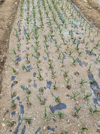 이상욱님의 마늘 · 영농일지 작성글 사진