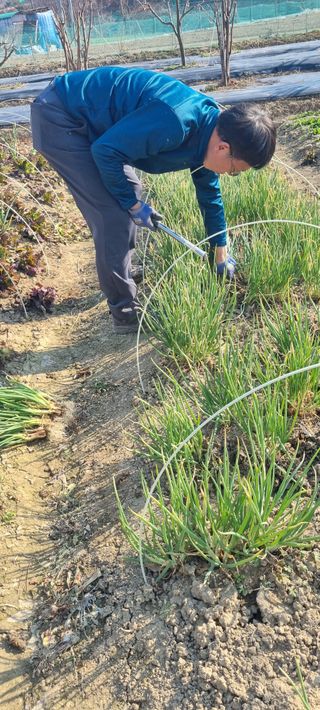 초연동행님의 상추 · 영농일지 작성글 사진
